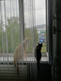 Крис 5 лет и Муся 18 лет, г. Зея