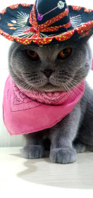 Грей, 6 лет, 7 кг. Брутальный кот, г. Зея