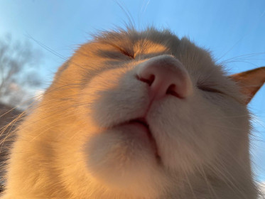 Рыжий, 5 лет, 10 кг. Главный член семьи. г. Благовещенск