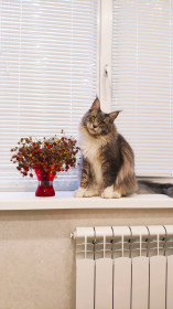 Мейн-кун Коди, 2 годика.