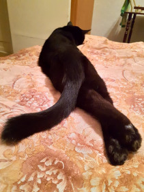 Фагот, 4 года. Любит свежие огурцы и доминировать. г. Благовещенск