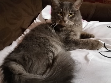 Любимец семьи Феликс, 2 годика, вес 5 кг. Не любит беспорядок  — собирает и складывает игрушки в одном месте. с. Сычевка