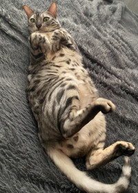 Дикий Леопард Хантер. Покоривший сердца многих.