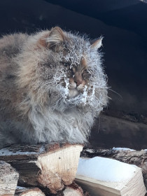 Маняшка, 7 лет. Очень скромная, добрая и любвеобильная кошечка. с. Иннокентьевка