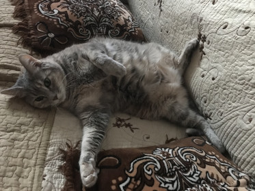 Котя, 9 лет, 6 кг. Самый лучший антидепрессант. г. Благовещенск