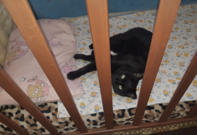 Кот Кузя, 6 лет. Любит отдыхать в кроватке, г. Благовещенск