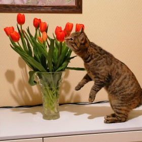 Манька, 1 год, 2 кг. Любительница всего летающего, ползающего, прыгающего. г. Благовещенск.