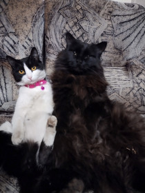 Нафаня (Фунтик) и Анфиса (Фиксик), 5 лет, 6 кг и 1,5 года 3 кг. Один охраняет границы, вторая постоянно попадает в смешные ситуации.