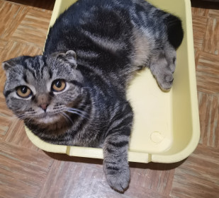 Марсик, 9 мес. Наш хозяин. с. Томское, Серышевский район