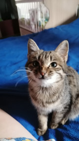 Ева, 8 месяцев. Любит прыгать и играть.