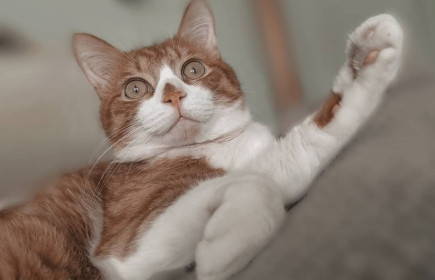 Рыжик, 3 г., 3,5 кг. Кот, который любит вкусно покушать. г. Благовещенск