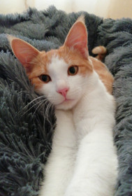 Кот Семён, 8 мес., 5,5 кг. Ласковый обаяшка.