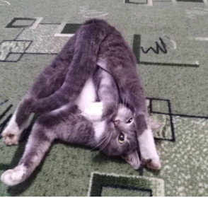 Марсэль, 5 лет. Член нашей большой семьи.