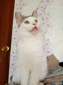 Славик, 1,5 г. Славный кот. Любимое занятие — сидеть на плече хозяйки и вместе смотреть телевизор.