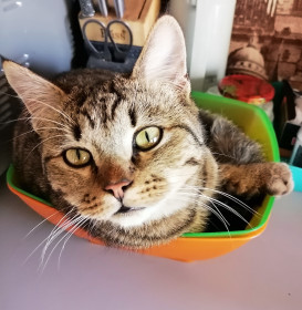 Миша, 1 год. Любит спать где угодно и как угодно. Ивановский район