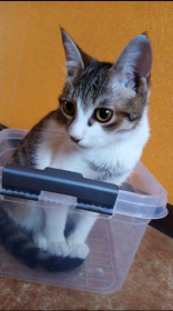 Мурзилка, Мурзик или Муся. Мило и громко мурлыкает, потому и Мур-мур-зик.