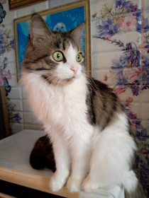 Марик, 11 лет, 8 кг. Кот с характером, не любит тисканья.