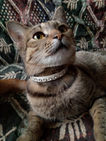 Симона, 1 год, 4 кг. Как и все девочки, она очень обожает украшения и подарки.