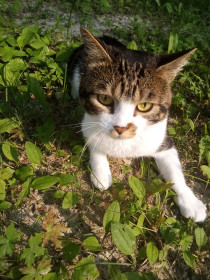 Георгий (Гоша). Очень умный котик, хороший собеседник.