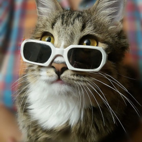 Филипп-сказочник, 2 года. Самый настоящий мартовский кот и сказочник.