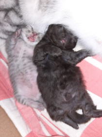 Барсик и Касандра — самые настоящие мартовские коты, потому что родились в марте.