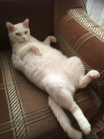 Франс, Франсик, 6 лет. Лень вперед его самого родилась.