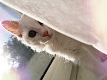 Милка, 1 год. Любопытная, но в то же время любящая спрятаться кошечка. г. Благовещенск