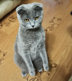 Смоки, 2 года, вес 2,5 кг. Циркачка и любительница стоять на задних лапках. г. Благовещенск