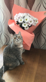 Кокос, шотландский кот. Ласковый романтик.