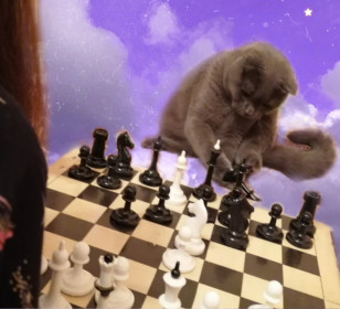 Сайон, 2 года. Шахматный игрок. г. Благовещенск