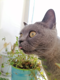 Монюша. Самая странная кошка из всех, что я знаю.