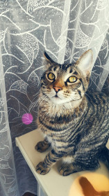 Филимон, 3,5 года. Милый и ласковый и в то же время дерзкий и, как пуля, резкий. г. Благовещенск