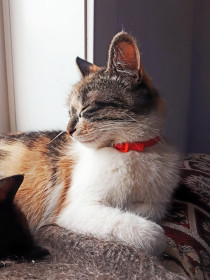 Маруся, 6 лет. Наша девочка очень любит ловить мышей и птичек.