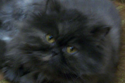 Анастасия, почти 15 лет. Очень своенравная дама.