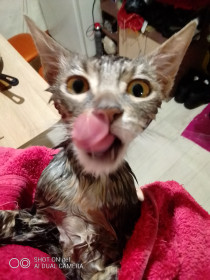 Лаайк. Хоть и не очень любит купаться, как и все кошки. Но все же после купания всегда довольный.