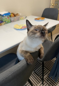 Тася, самая ласковая и самая красивая.