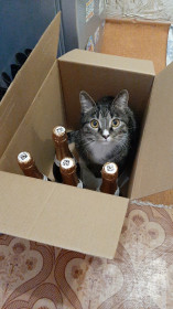 Тихон, 2 года, 5 кг. Компанейский кот, «слабый» на коробки и напитки.