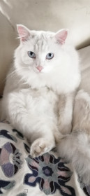 Юки — по-японски «снег». 4 года. Ласковый снежок, большая умница.