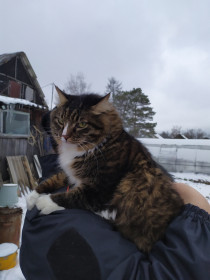 Мася, 7,5 лет, 8 кг. Домашний шерстяной комок вредности и надменности. г. Благовещенск