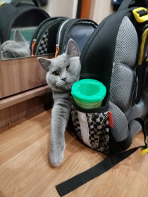 Элвис, 2 года. Спит исключительно в сумках и рюкзаках.