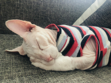 Васёк, 9 лет, 5,5 кг. Любимый лысик.