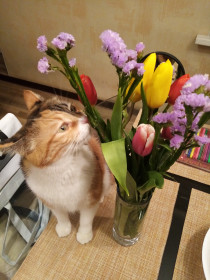 Матильда, 4 года, 6 кг. Любит цветы. г. Благовещенск.