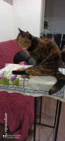 Коша Поля, 5 лет. Мисс Инь/Янь.