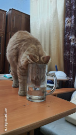 Фаер-огонь, 6 месяцев, вес 8 кг. Пьёт только из кружек.