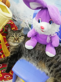 Молли, 3 года. Застенчивая, хрупкая и очень добрая натура.