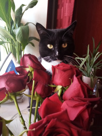 Весенний Анзорка. Настоящий мартовский кот.