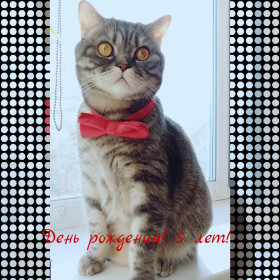 Кирюша, 5 лет. Хозяин. Умный и хозяйственный кот. г. Благовещенск.