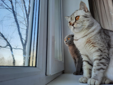 Муся и Сёма. Наблюдатели за птичками.