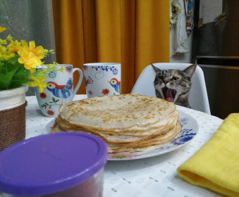 Кошка Сонька, 2 года. Беспородная, но очень умная и умело пользуется своим кошачьим очарованием. г. Благовещенск