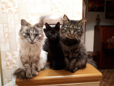 Три кота — тройной контроль.